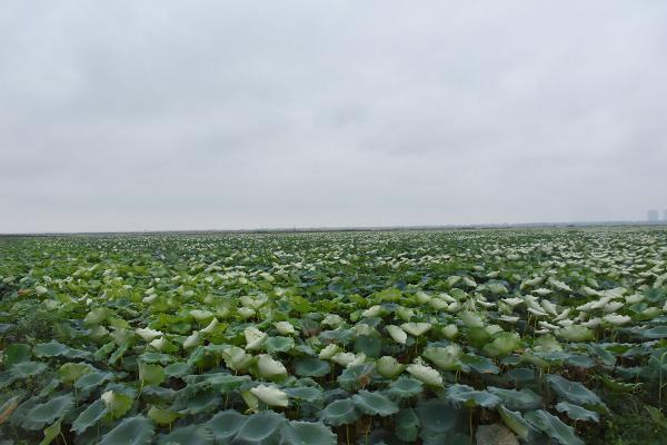 DSC_2521_副本.jpg